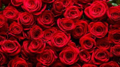 Како су руже еволуирале да постану цвет Дана заљубљених