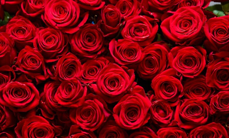 Како су руже еволуирале да постану цвет Дана заљубљених Како су руже еволуирале да постану цвет Дана заљубљених