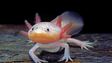 Аксолотли могу да регенеришу свој тимус, сложен орган имуног система