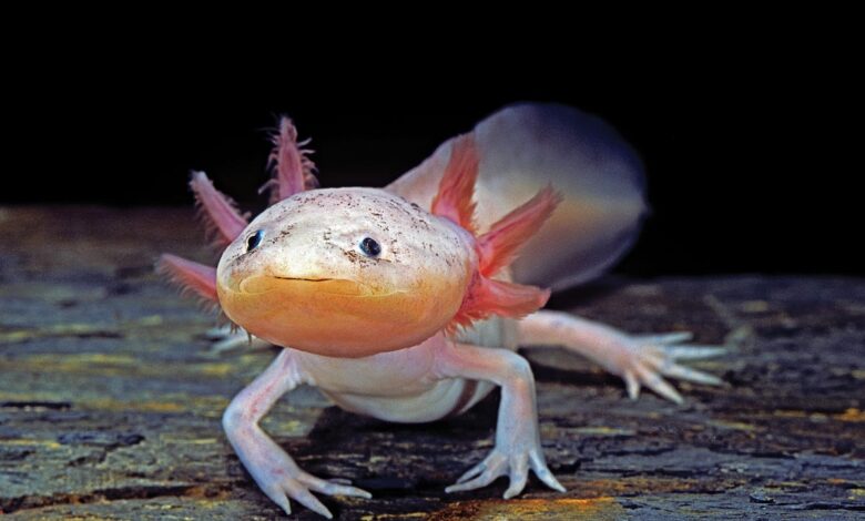 Аксолотли могу да регенеришу свој тимус, сложен орган имуног система Аксолотли могу да регенеришу свој тимус, сложен орган имуног система