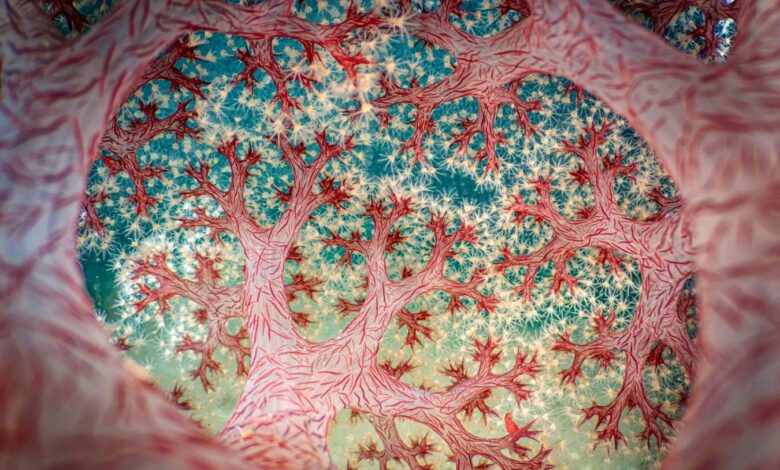 Пет запањујућих слика са награда за Фотограф године из крупног плана