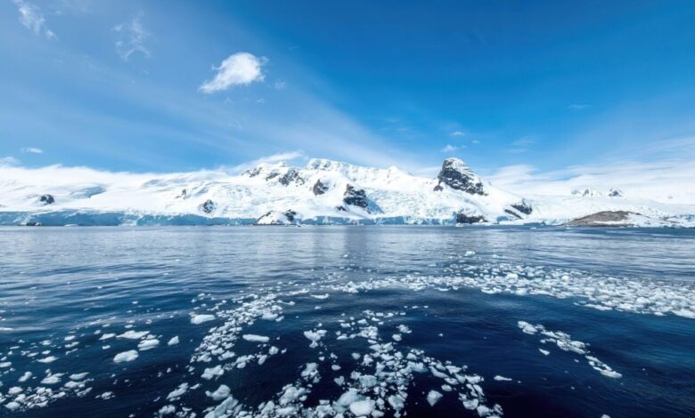 Ајкуле су званично стигле на Антарктик, а научници су потресени Ајкуле су званично стигле на Антарктик, а научници су потресени