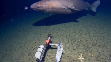 Неухватљива ајкула спавалица први пут виђена код Антарктика