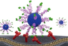 Ова реинжењеринг ХПВ вакцина обучава Т ћелије да лове рак