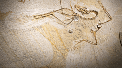 Археоптерикс, једна од првих прото птица на свету, има скуп чудних, никада раније виђених особина, открива нова студија