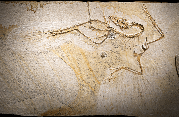 Археоптерикс, једна од првих прото птица на свету, има скуп чудних, никада раније виђених особина, открива нова студија