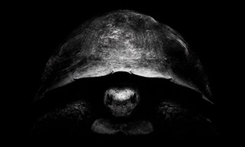 Зашто Безос тролује Маска на Кс са сликама корњача? Зато што има план за нови месец.