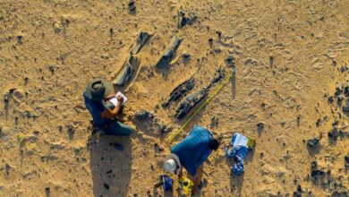 Нове врсте Спиносауруса имале су масиван врх главе: НПР