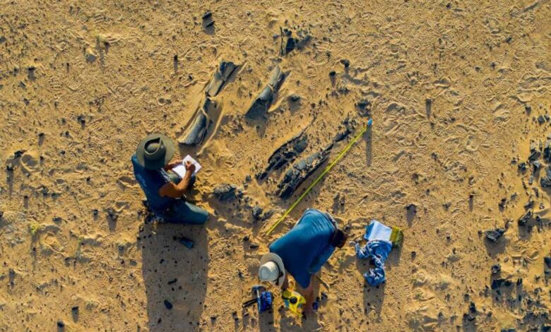 Нове врсте Спиносауруса имале су масиван врх главе: НПР