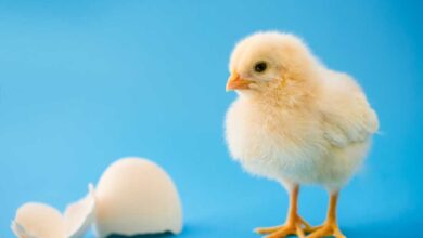 Бебе пилиће повезују одређене звукове са облицима, баш као што то чине људи: НПР