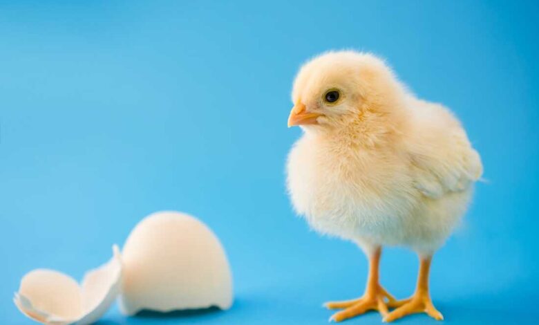 Бебе пилиће повезују одређене звукове са облицима, баш као што то чине људи: НПР