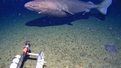 Ајкула изненађења ухваћена камером по први пут у дубоком мору Антарктика: НПР