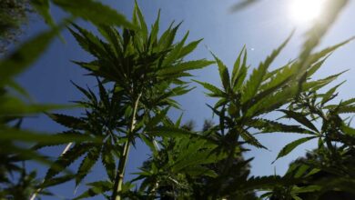 Употреба канабиса међу тинејџерима повезана са психозом и биполарним поремећајима у студији: НПР