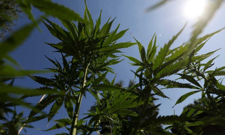 Употреба канабиса међу тинејџерима повезана са психозом и биполарним поремећајима у студији: НПР