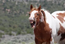 Научници коначно решавају мистерију коњског цвиљења