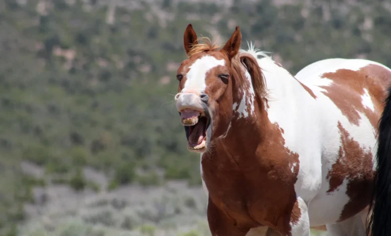 Научници коначно решавају мистерију коњског цвиљења