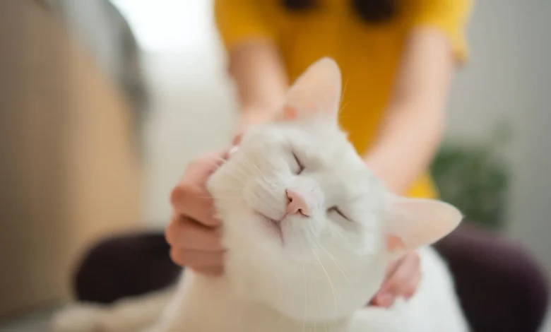 Предење ваше мачке говори више него што мислите