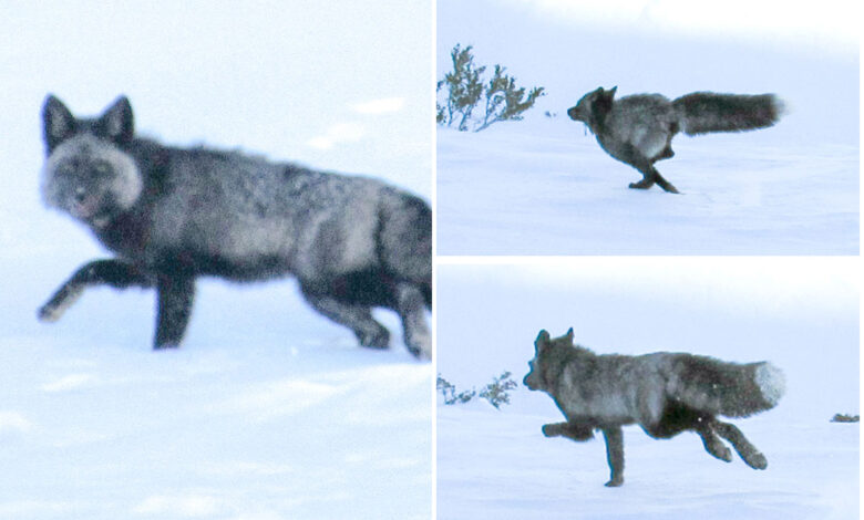 Веома неухватљива црвена лисица Сијера Неваде уочена први пут у планинама Калифорније