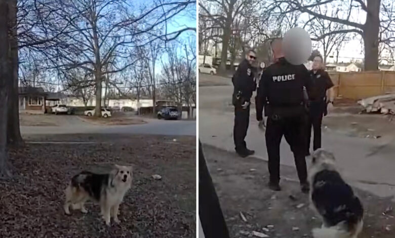 Пас херој води полицију до несталог трогодишњег дечака: ‘Леси га је пронашла’