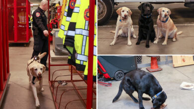 Елитна К-9 јединица са Лонг Ајленда која је хапсила криминалце од када су били штенци