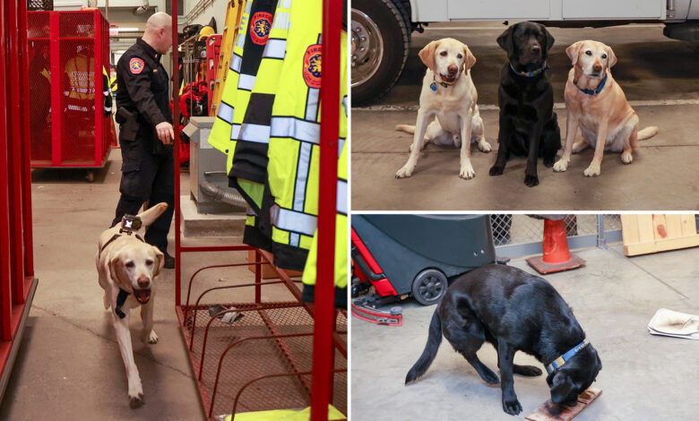 Елитна К-9 јединица са Лонг Ајленда која је хапсила криминалце од када су били штенци