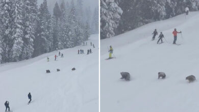 Породица медведа зауставила је скијаше на њиховим стазама у одмаралишту Нортх Лаке Тахое