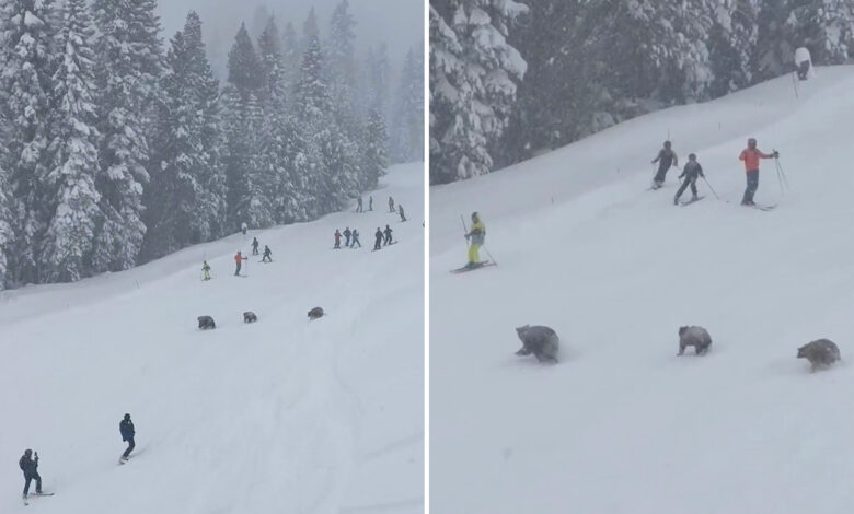 Породица медведа зауставила је скијаше на њиховим стазама у одмаралишту Нортх Лаке Тахое Породица медведа зауставила је скијаше на њиховим стазама у одмаралишту Нортх Лаке Тахое