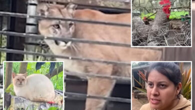 Гладни планински лав заробљен у дворишту породице СоЦал