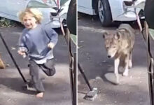 Застрашујући видео приказује којот који вреба малишана у породичној кући