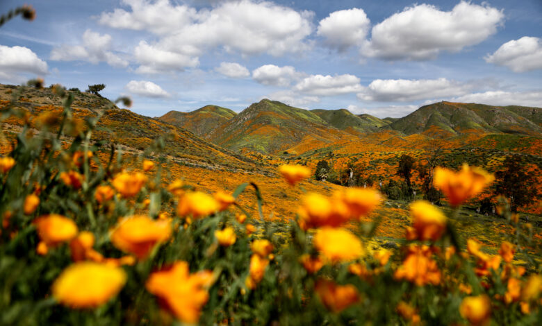 СоЦал киша подстиче натпросечно цветање пустиње, али стручњаци не говоре о „суперцвету“ СоЦал киша подстиче натпросечно цветање пустиње, али стручњаци не говоре о „суперцвету“