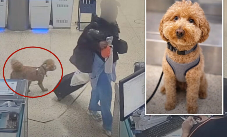 Бездушни путник ухапшен јер је напустио двогодишње штене на аеродрому Хари Рид да би се укрцао у авион