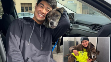 Пас који је улетео у планине у Колораду поново се ујединио са власником после 43 дана у дивљини