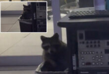 Ракун пронађен „тајно живи“ на новинској станици у Синсинатију „да би побегао“ од хладноће