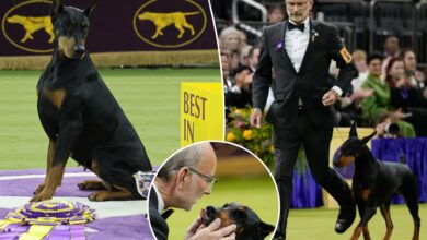 Доберман пинч по имену Пени најбољи на изложби на 150. изложби паса Вестминстерског кинолошког клуба