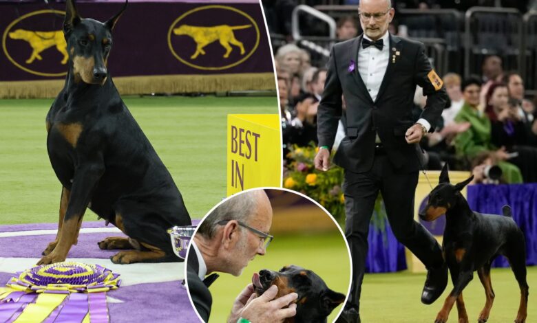 Доберман пинч по имену Пени најбољи на изложби на 150. изложби паса Вестминстерског кинолошког клуба