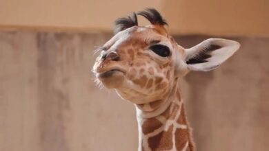 Новорођена жирафа шармира посетиоце зоолошког врта својом препознатљивом длаком