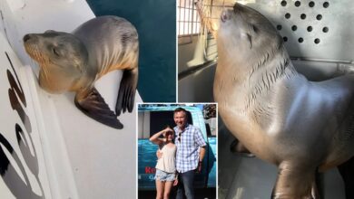 Спасено болесно штене морског лава након што се породичним чамцем довезало до обале Калифорније