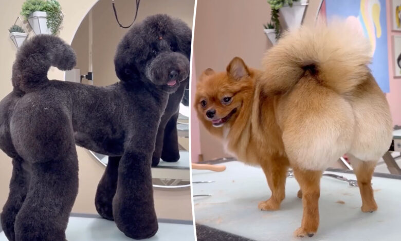 Фризер из Сан Дијега даје бразилске псе за богате власнике