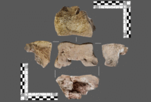 „Значајни“ налаз слонове кости у Шпанији можда је из времена Ханибаловог рата против Рима