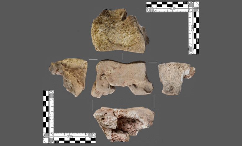 „Значајни“ налаз слонове кости у Шпанији можда је из времена Ханибаловог рата против Рима